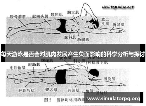 每天游泳是否会对肌肉发展产生负面影响的科学分析与探讨 每天游泳是否会对肌肉发展产生负面影响的科学分析与探讨